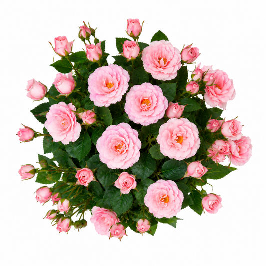 Tradingcove Artificial Pink Rose Potted Plant in White Plastic Pot